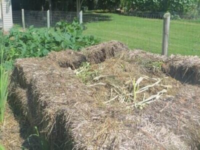 Build Your Vegetable Gardens in the Winter Image